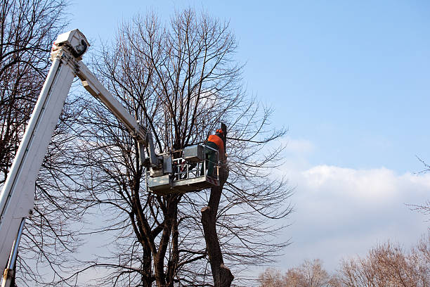 How Our Tree Care Process Works  in  Half Moon, NC